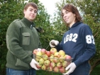 Apfelernte auf der Streuobstwiese Stedar